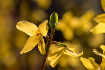 The return of spring, flowers, buds and young leaves