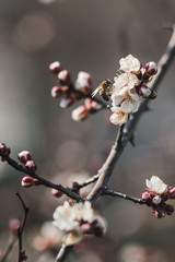  bee flew on a flower on a tree in spring