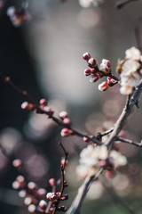  beautiful blooming trees in the garden