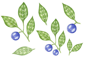 Set with branches of blueberry and green leaves, hand painted watercolor illustration