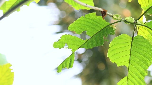 Close up of Mitragyna speciosa leaf. Kratom is Thai herbal which encourage health.
