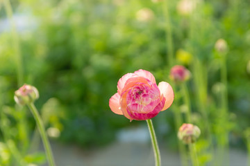 ラナンキュラスの花
