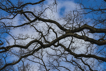 branches of a tree against blue sky