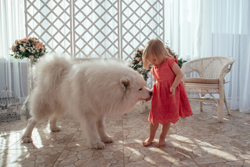 Girl feeds a large white dog cookies