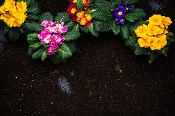 Fototapeta premium Gardening Activity, Hobby and Lesure at Early Spring in Garden. Copy Space Background