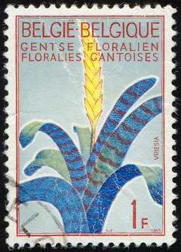 BELGIUM - CIRCA 1965: stamp 1 Belgian franc printed by Belgium, shows flowering plant Vriesea (Vriesea duvaliana), Flowers Exhibition Gent, circa 1965