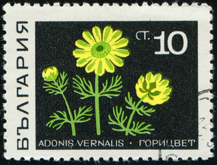 BULGARIA - CIRCA 1969: stamp 10 Bulgarian stotinka printed by Republic of Bulgaria, shows medical plant Adonis (Adonis vernalis), spring, yellow pheasant's eye and false hellebore, flora, circa 1969