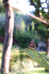 Monarch Butterfly (Danaus plexippus)