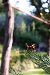 Monarch Butterfly (Danaus plexippus)