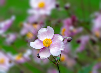 Blossom of an anemone flower