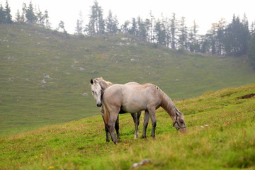 Sommer auf der Pferdekoppel. Junge Lipizzaner Hengste auf der Almweide