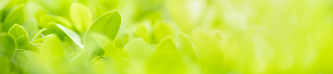 Fototapeta na wymiar Close up beautiful nature view green leaf on blurred greenery background under sunlight with bokeh and copy space using as background natural plants landscape, ecology cover concept.