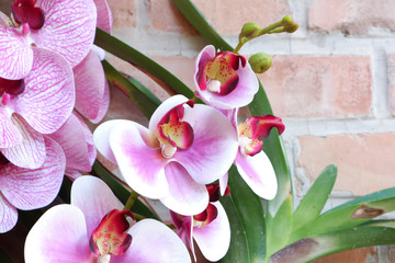 Branch of blooming pink orchid close up