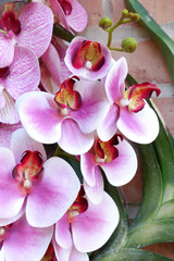 Branch of blooming pink orchid close up
