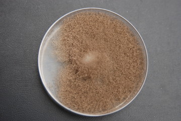 Botrytis cinerea culture grown on PDA nutrient medium, 28 days after inoculating an agar disc from a previous culture on 5cm Petri dish