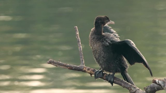 A pygmy cormorant resting on a small branch near the water