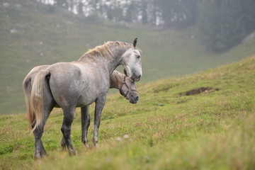 Sommer auf der Pferdekoppel. Junge Lipizzaner Hengste auf der Almweide