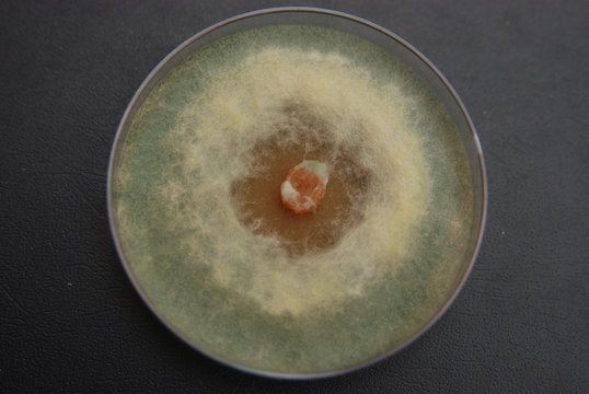 Trichoderma viride culture grown on PDA nutrient medium, 28 days after inoculating an agar disc from a previous culture on 5cm Petri dish