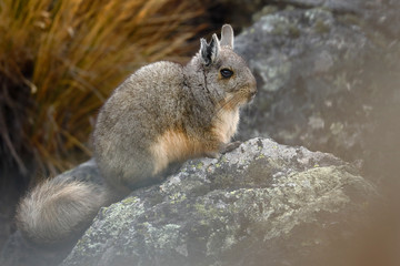 Vizcacha peruana (Lagidium Peruanum) resting and perched on rocks in its natural environment.