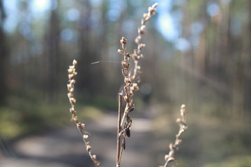 A plant