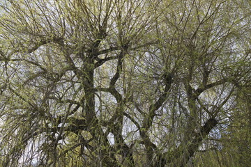Weeping willow tree in the sun light