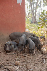 Pigs at a Farm in Goa India