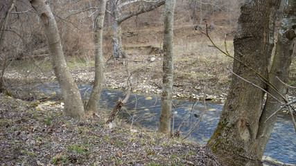 Trees near river in Medven located in South-East Bulgaria. In the park there is the famous waterfall 