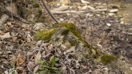 Moss growing on stone in forest in Medven / Bulgaria. 