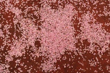  cherry blossom petals fallen on the ground