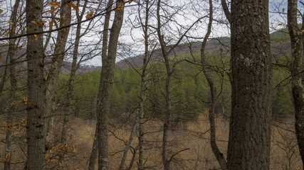 Beautiful forest of Medven located in South-East Bulgaria. In the park there is the famous waterfall "Sini Vir".