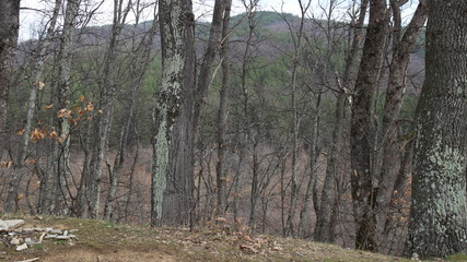 Fototapeta premium Beautiful forest of Medven located in South-East Bulgaria. In the park there is the famous waterfall 
