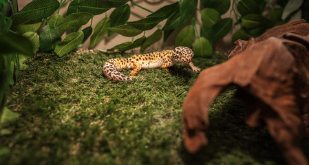 The spotted leopard eublepharis is a popular terrarium animal. This cute lizard is easy to keep and breeds in captivity, many color forms are bred. selective focus.