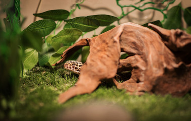 The spotted leopard eublepharis is a popular terrarium animal. This cute lizard is easy to keep and...