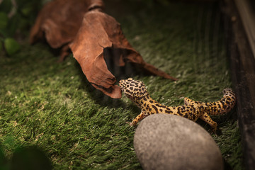 Leopard Geckon-eublefar in a glass enclosure decorated with grass, a round gray stone and a wooden log. Cute exotic pet. Selective focus. Artificial lighting.