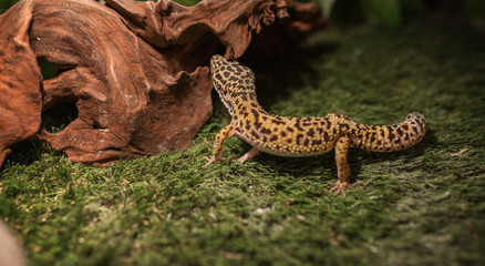 Leopard Gecko - eublephar in a glass cage decorated with grass and wood log. Cute exotic pet. Selective focus. Artificial lighting.