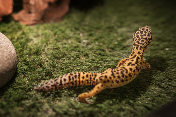 Leopard Geckon-eublefar in a glass enclosure decorated with grass, a round gray stone and a wooden log. Cute exotic pet. Selective focus. Artificial lighting.