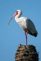 Standing Ibis
