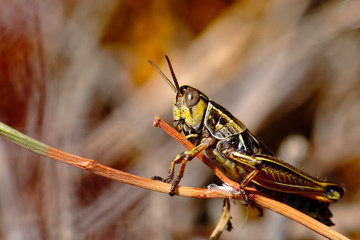 Small grasshopper (acrididae) of saw perched on a branch. Junin - Peru