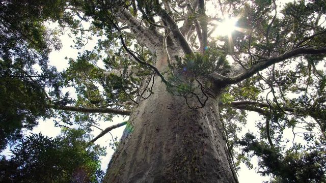 Huge kauri tree in primeval forest in New Zealand nature
