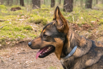Czarno, brązowy pies w trakcie spaceru w lesie.