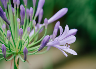 Purple Flower blooming in late spring