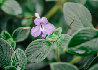 Small purple flower close up
