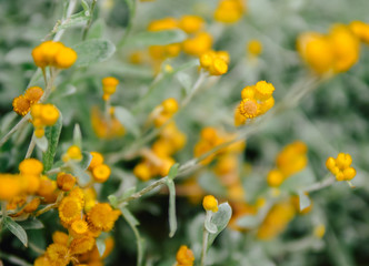 Yellow Tansy flower close up