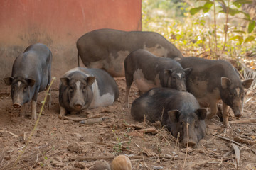 Pigs at a Farm in Goa India