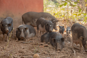 Pigs at a Farm in Goa India