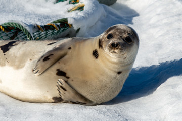 An adult harp seal lays on an ice pan with its head up in the air looking ahead. The wild animal has a grey fur coat with dark spots, long flippers, and a large belly. 