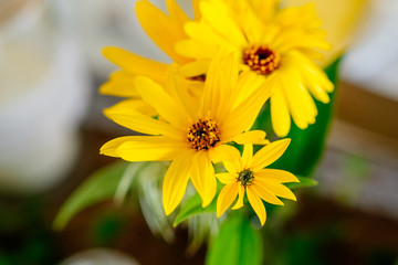 Yellow Flowers as decoration on dinner table thanks giving harvest celebration