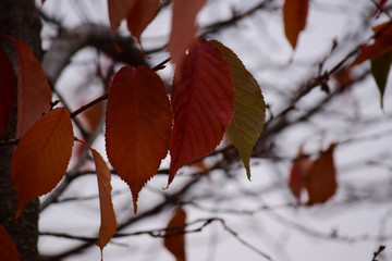 Der Herbst ist da - Blätter in so schönen Farben