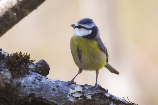 cinciarella (Cyanistes caeruleus),ritratto su ramo e sfondo chiaro