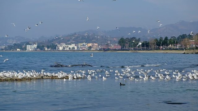 A lot of gulls on the Black Sea. The coast of the city of Batumi. Birds flew in to eat small hamsa fish. Spring day.
